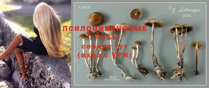 купить   МЕГА ссылка  Галлюциногенные грибы GOLDEN TEACHER  Гаджиево 